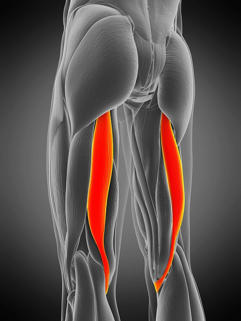 Semitendinosus muscle, illustration