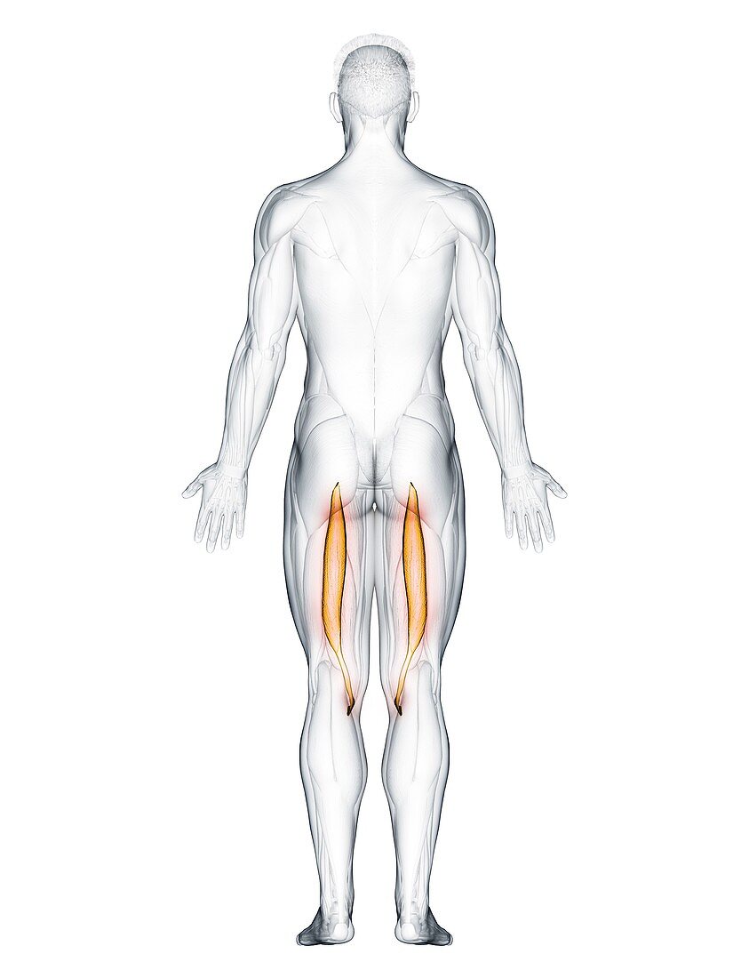 Semitendinosus muscle, illustration