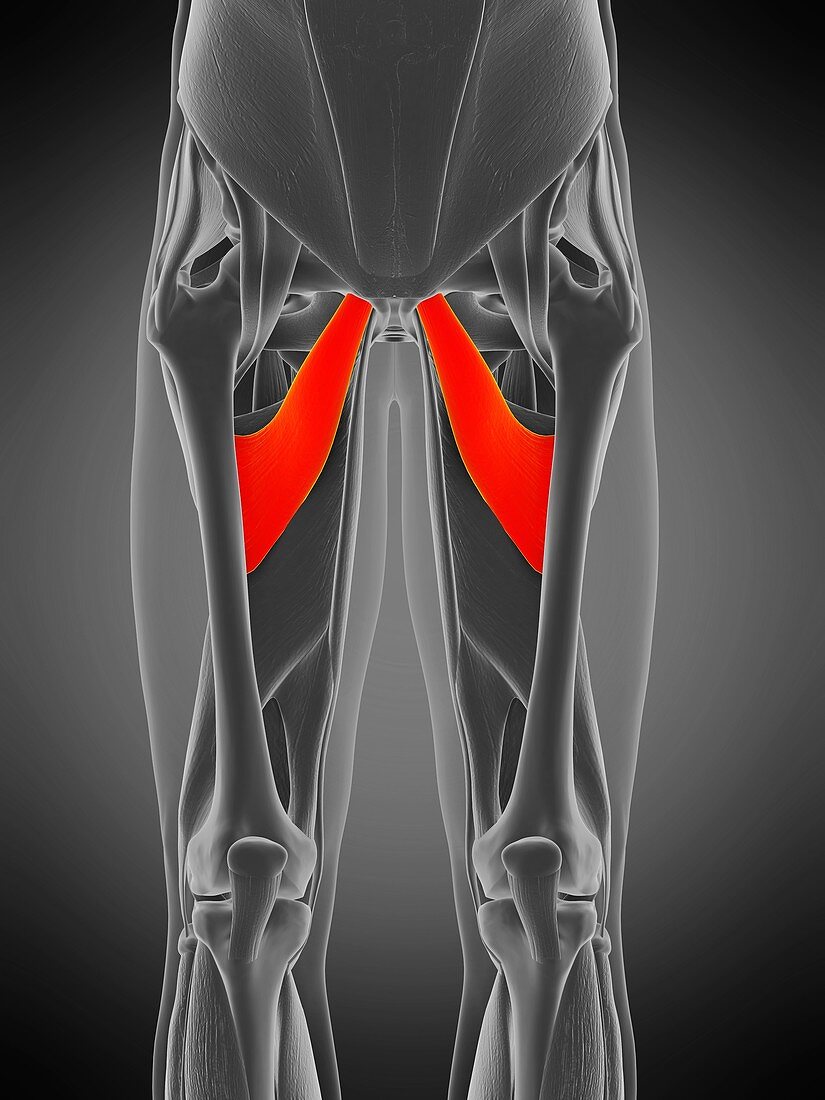 Adductor brevis muscle, illustration