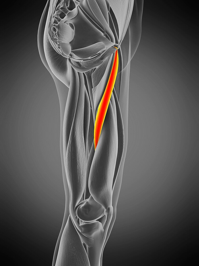 Adductor longus muscle, illustration