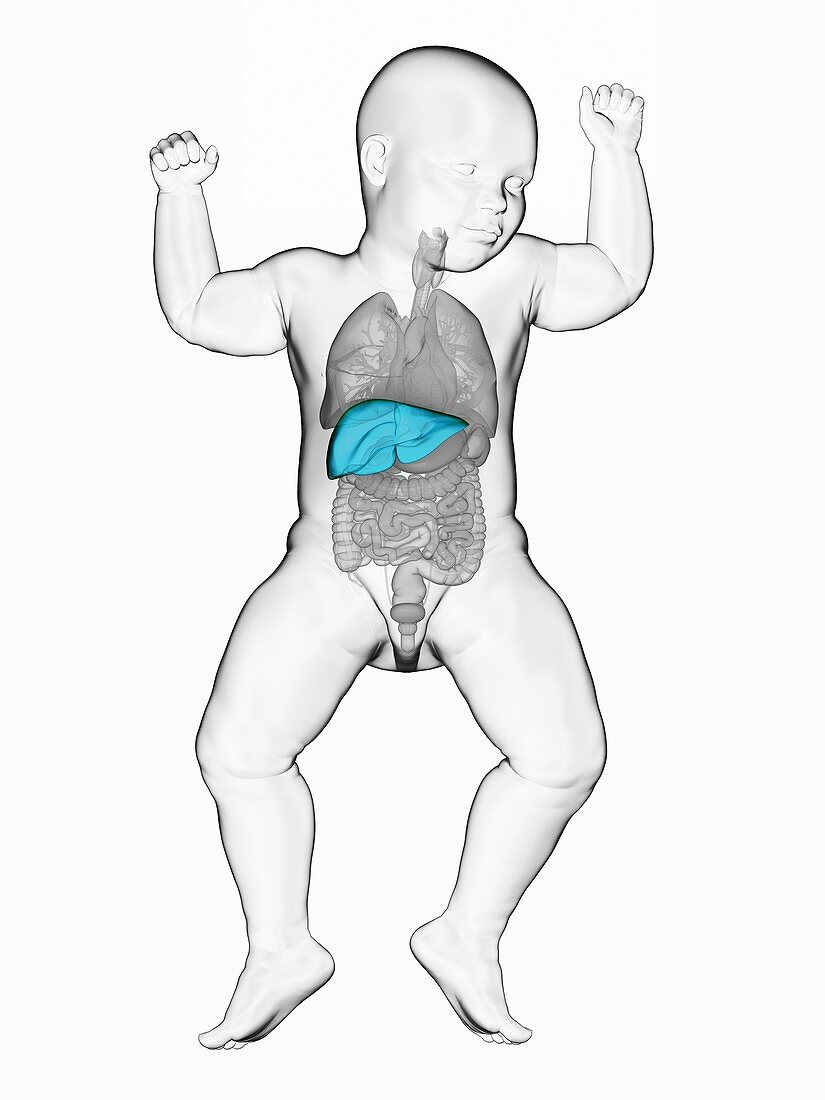 Baby's liver, illustration