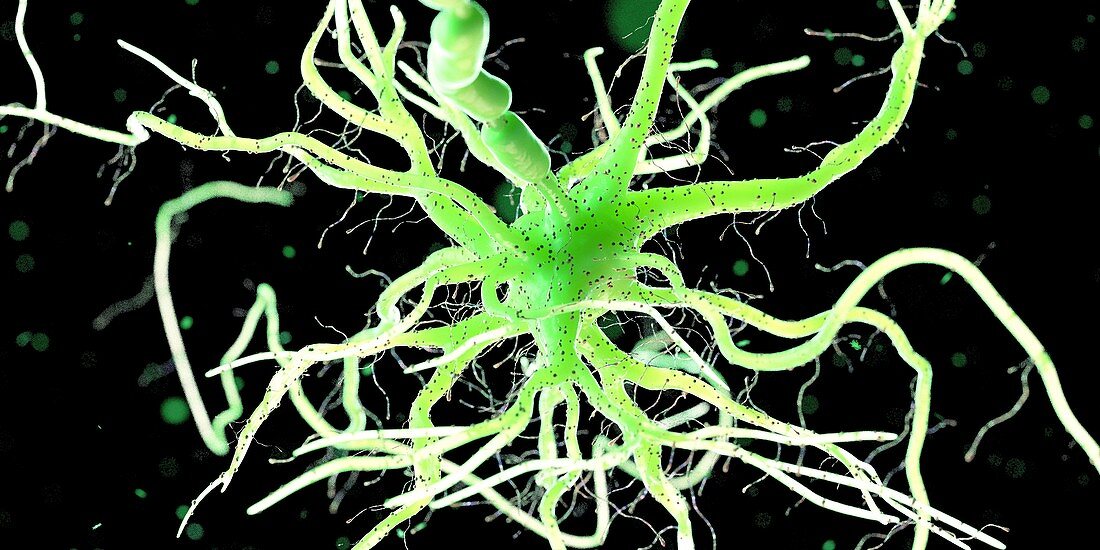 Human nerve cell, illustration