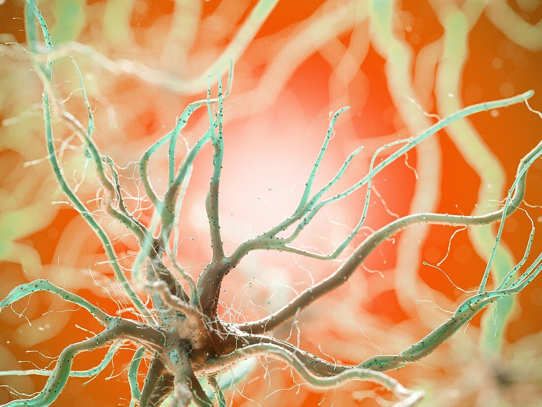 Human nerve cell, illustration