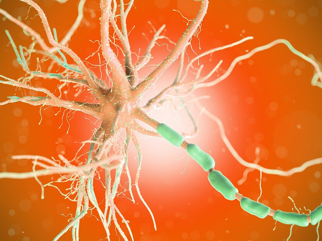 Human nerve cell, illustration