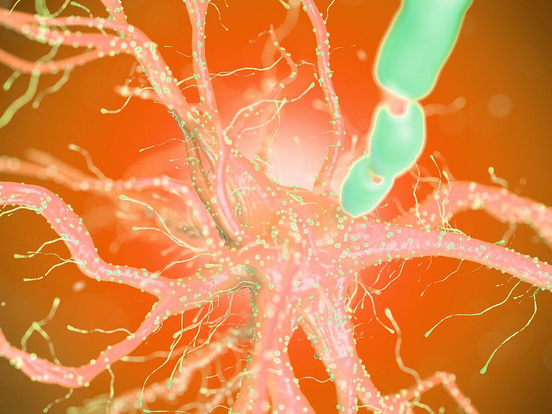 Human nerve cell, illustration