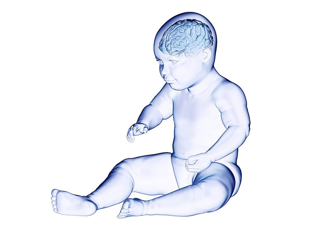 Brain of a baby, illustration