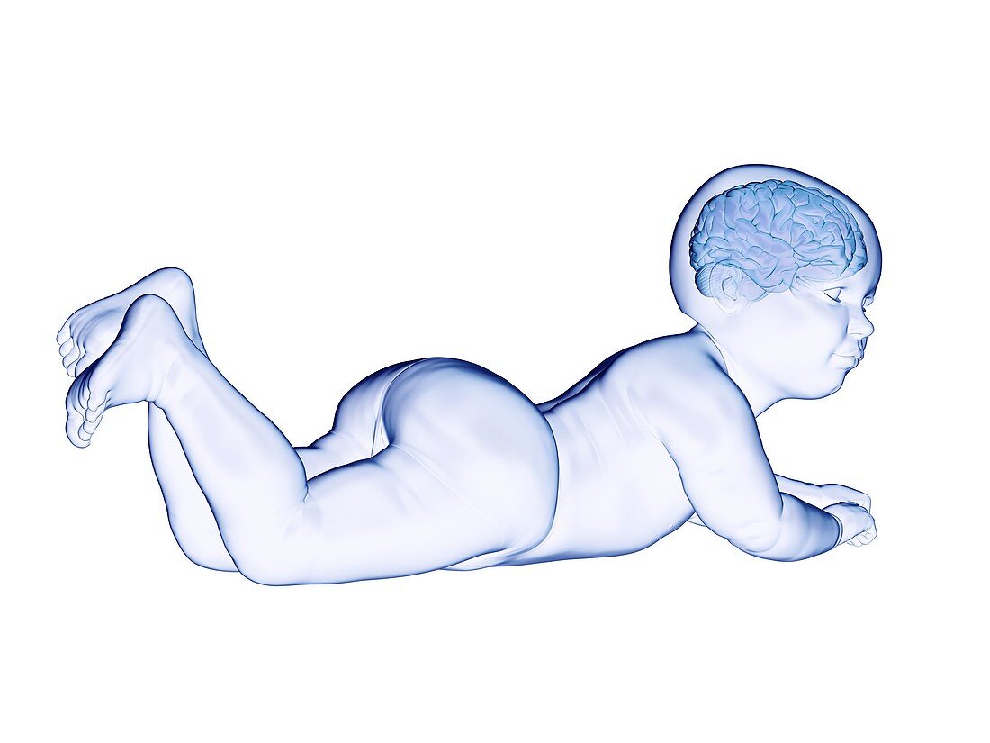 Brain of a baby, illustration