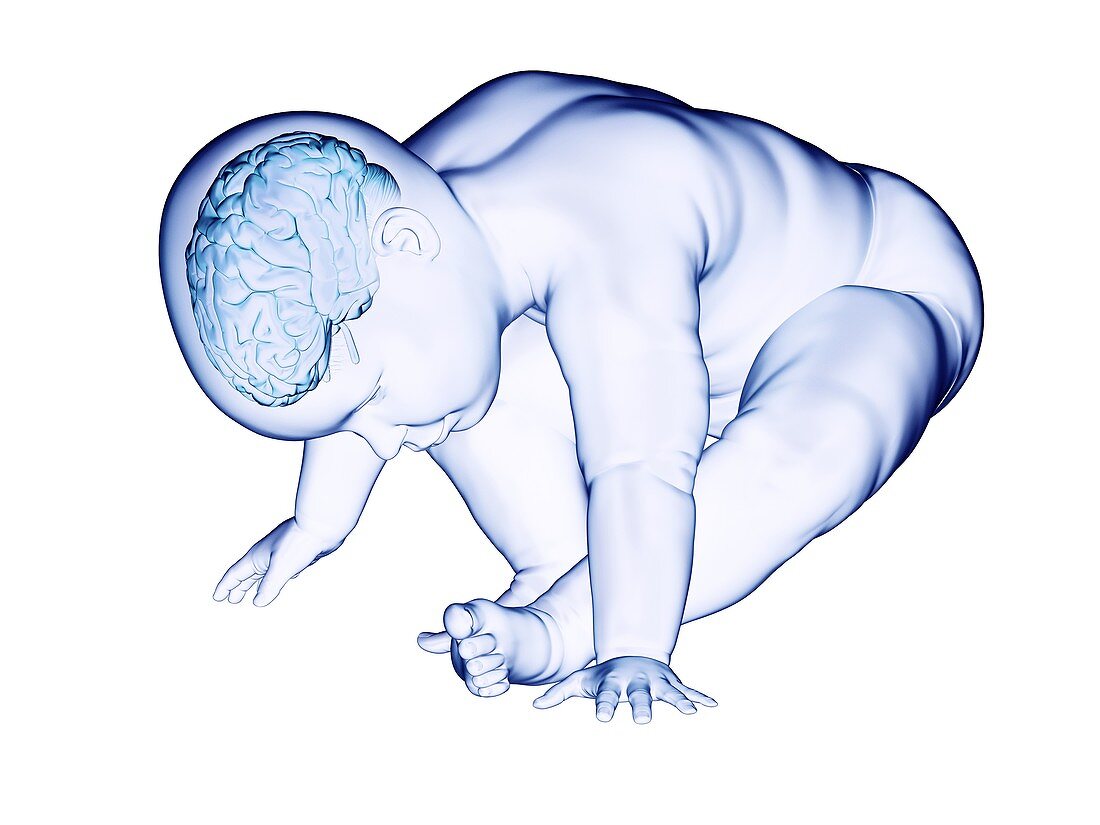 Brain of a baby, illustration