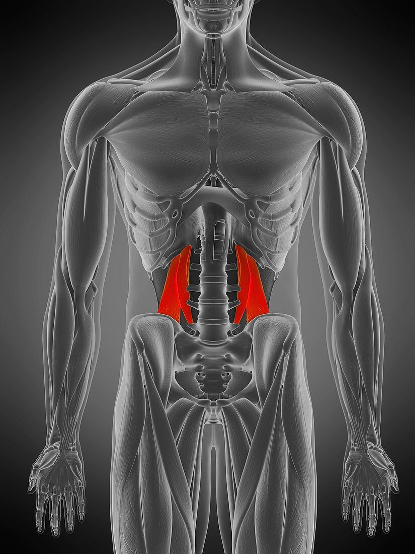 Quadratus lumborum muscle, illustration