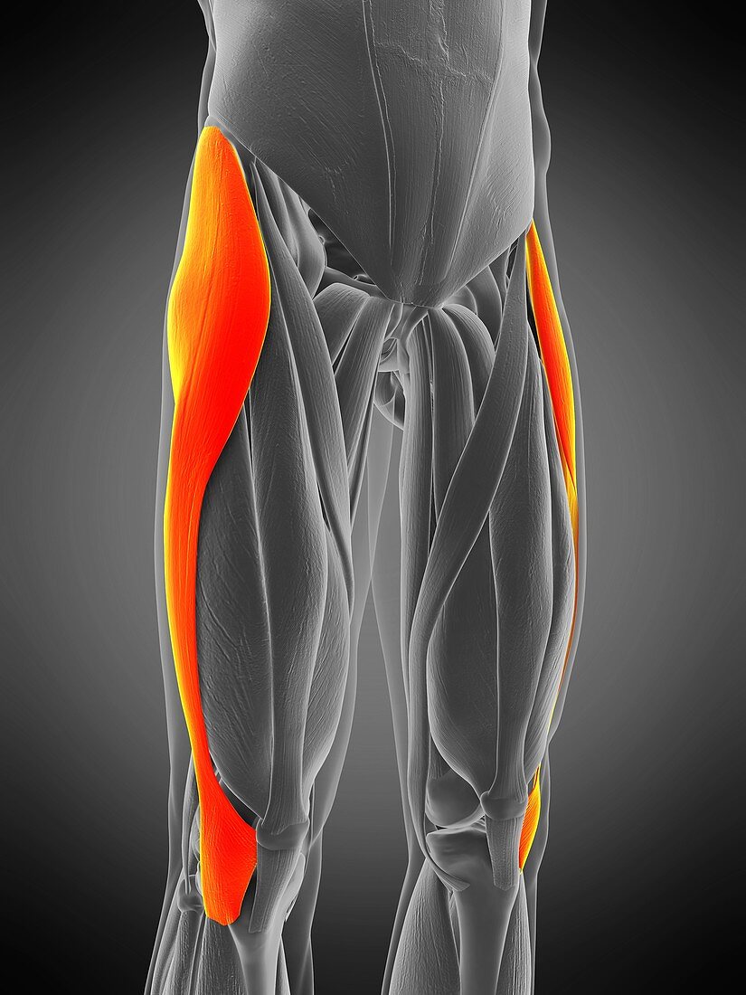 Tensor fascia lata muscle, illustration