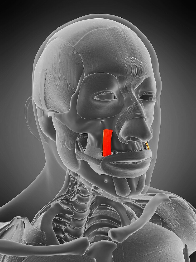 Levator anguli oris muscle, illustration