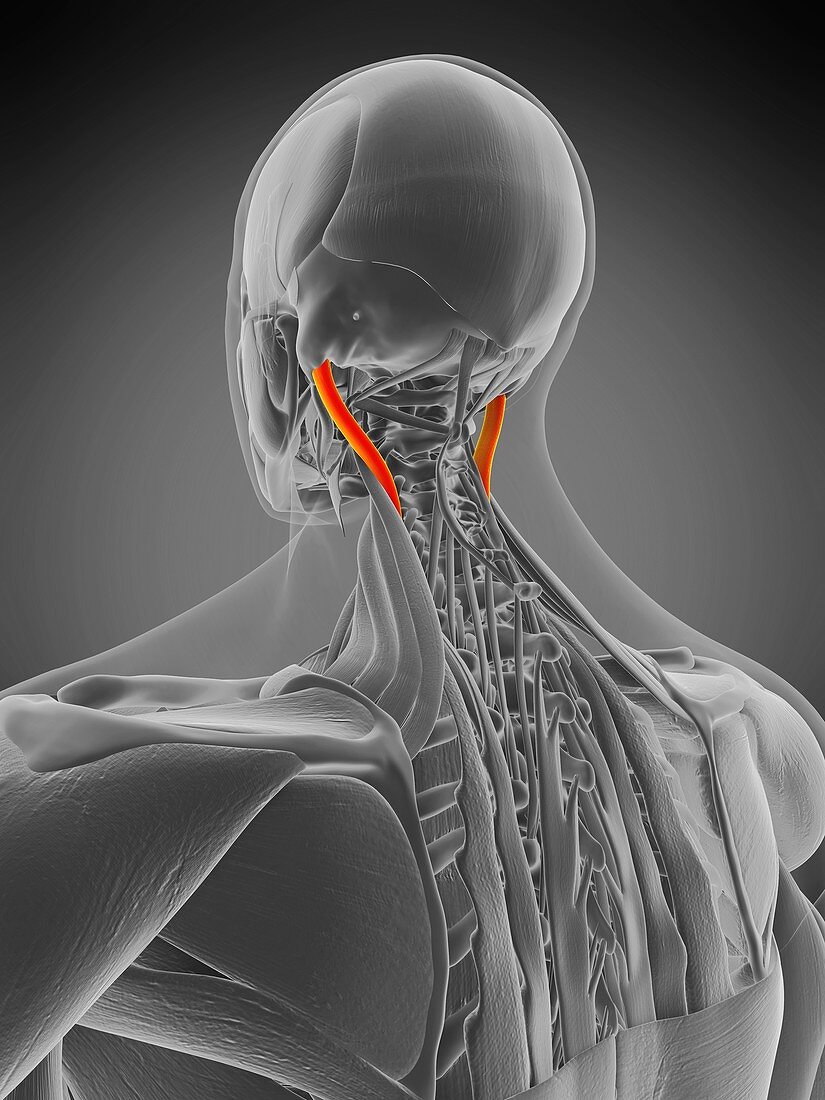 Longissimus capitis muscle, illustration