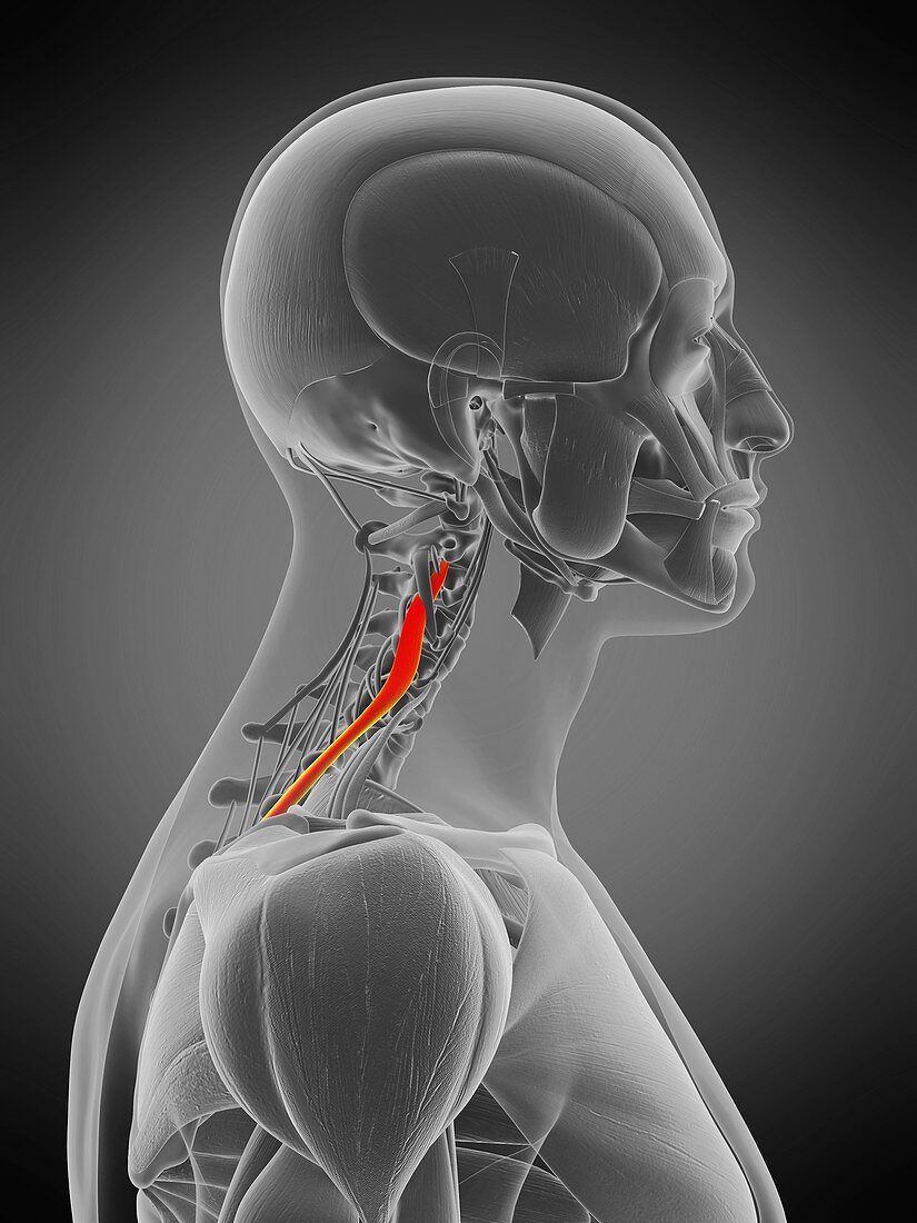 Longissimus capitis muscle, illustration