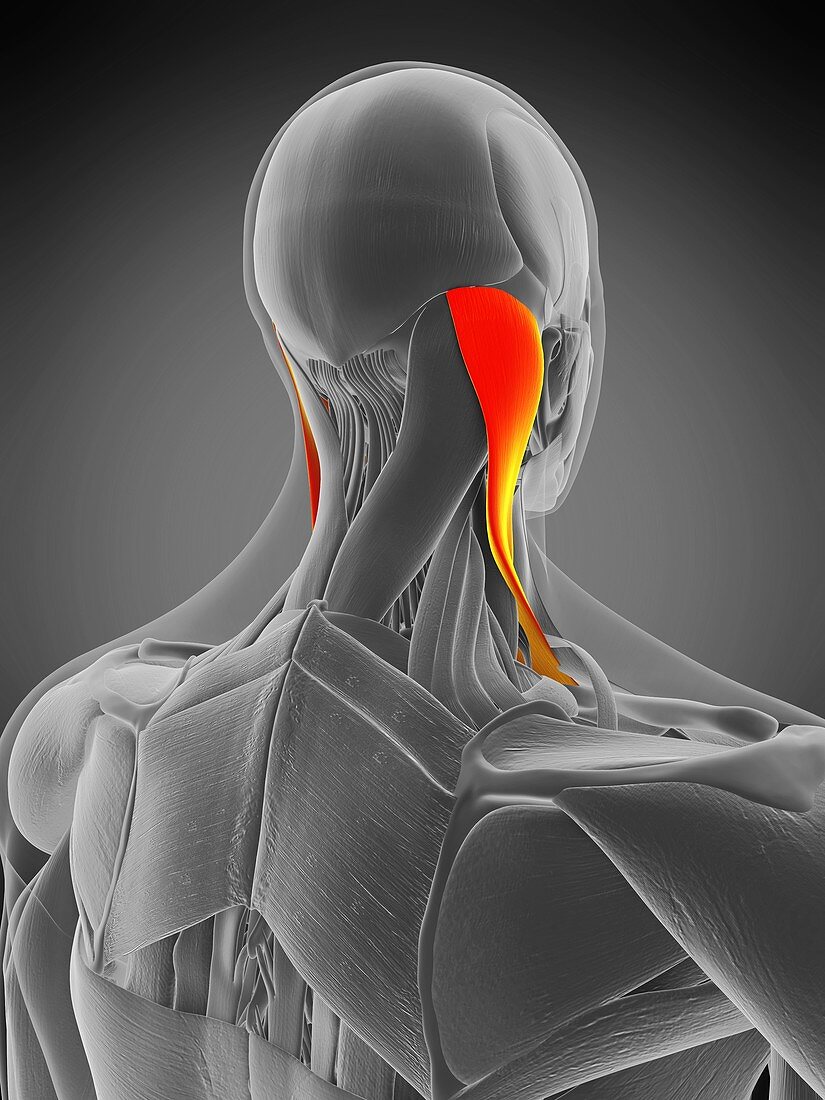 Sternocleidomastoid muscle, illustration