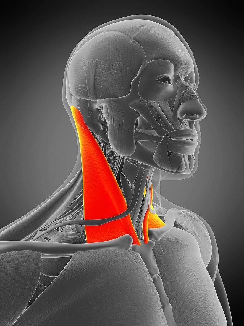 Sternocleidomastoid muscle, illustration