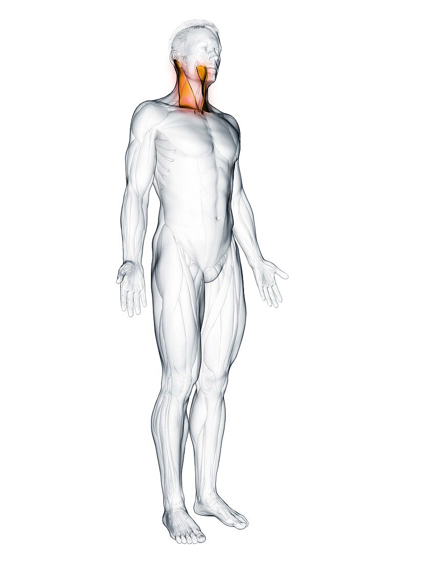 Sternocleidomastoid muscle, illustration