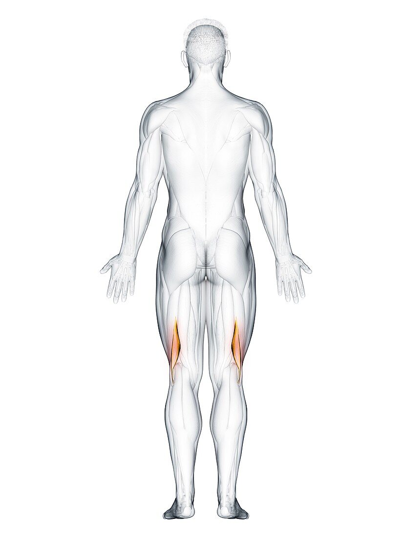 Biceps femoris short muscle, illustration