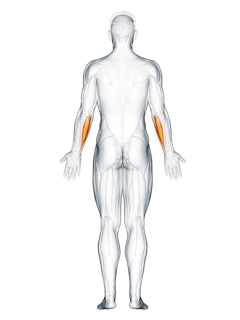 Flexor carpi ulnaris muscle, illustration