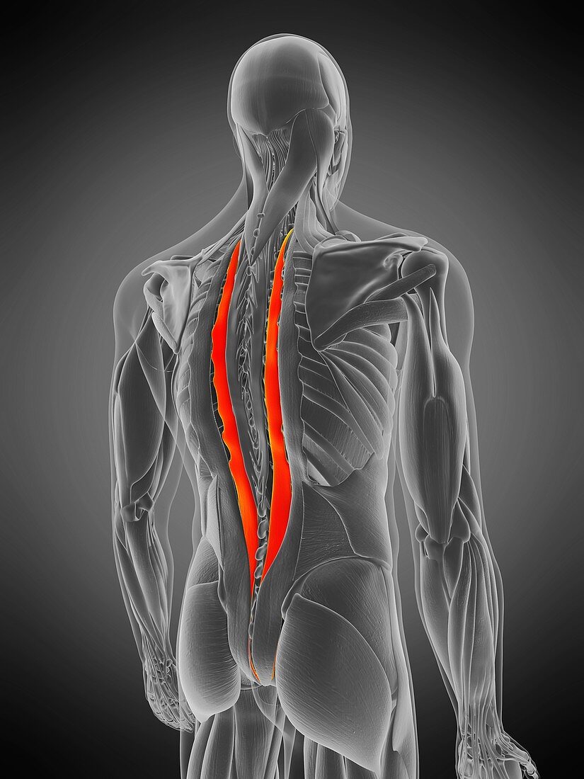 Longissimus thoracis muscle, illustration