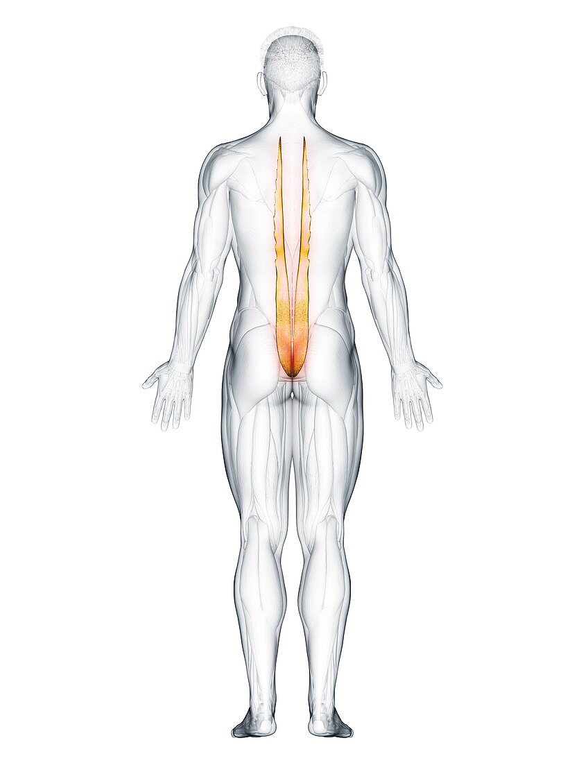 Longissimus thoracis muscle, illustration