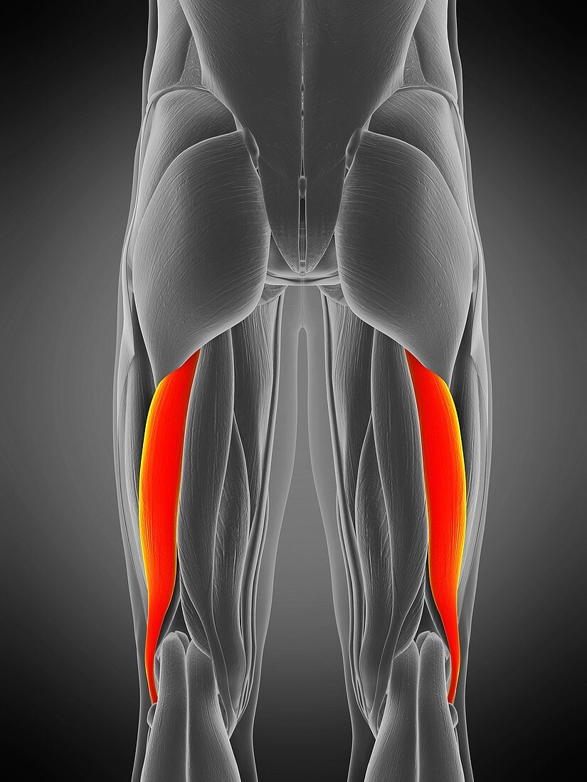 Biceps femoris longus muscle, illustration
