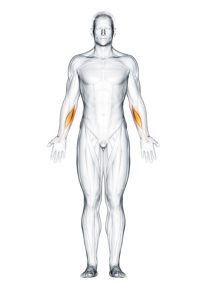 Flexor carpi radialis muscle, illustration