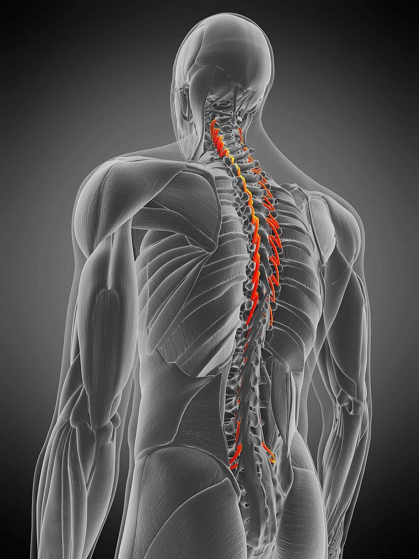 Semispinalis thoracis muscle, illustration