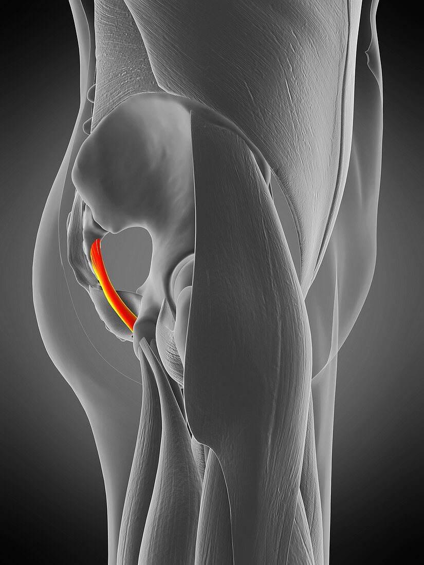 Sacrotuberous ligament muscle, illustration