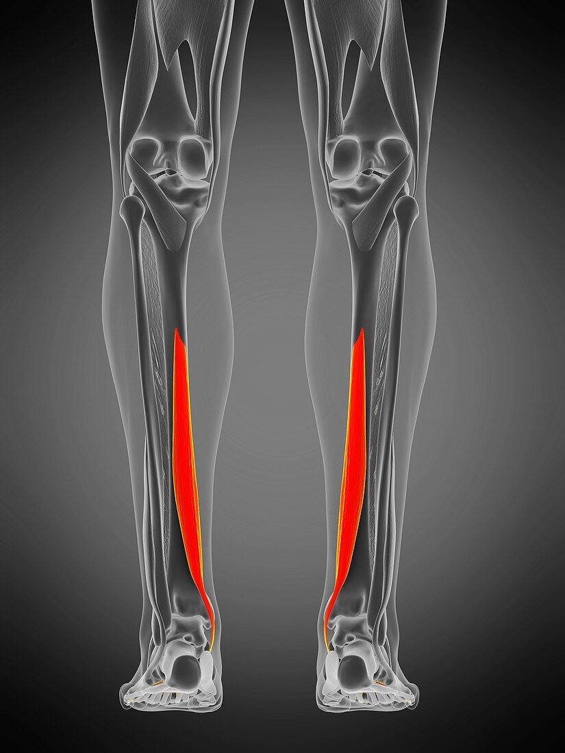 Flexor digitorum longus muscle, illustration