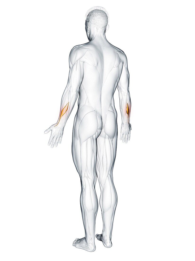 Abductor pollicis longus muscle, illustration