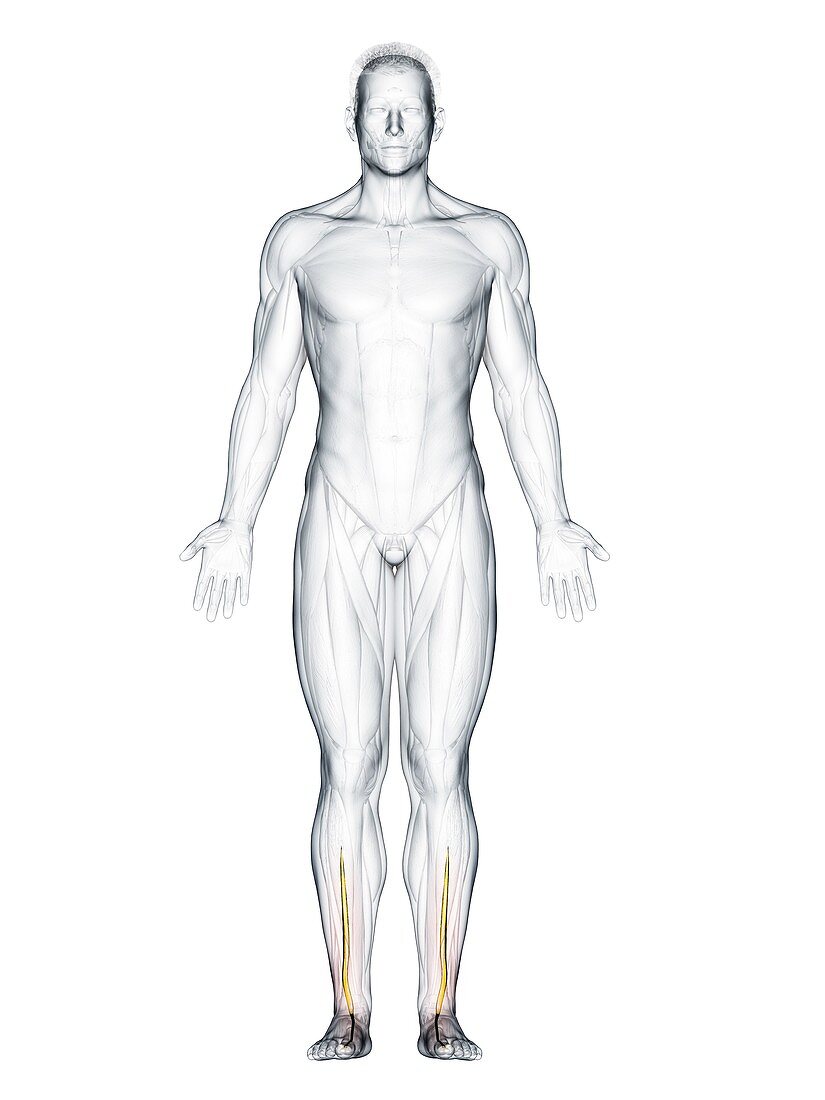 Extensor hallucis longus muscle, illustration