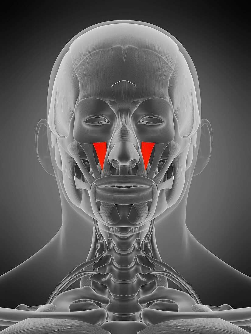 Levator labii superioris muscle, illustration