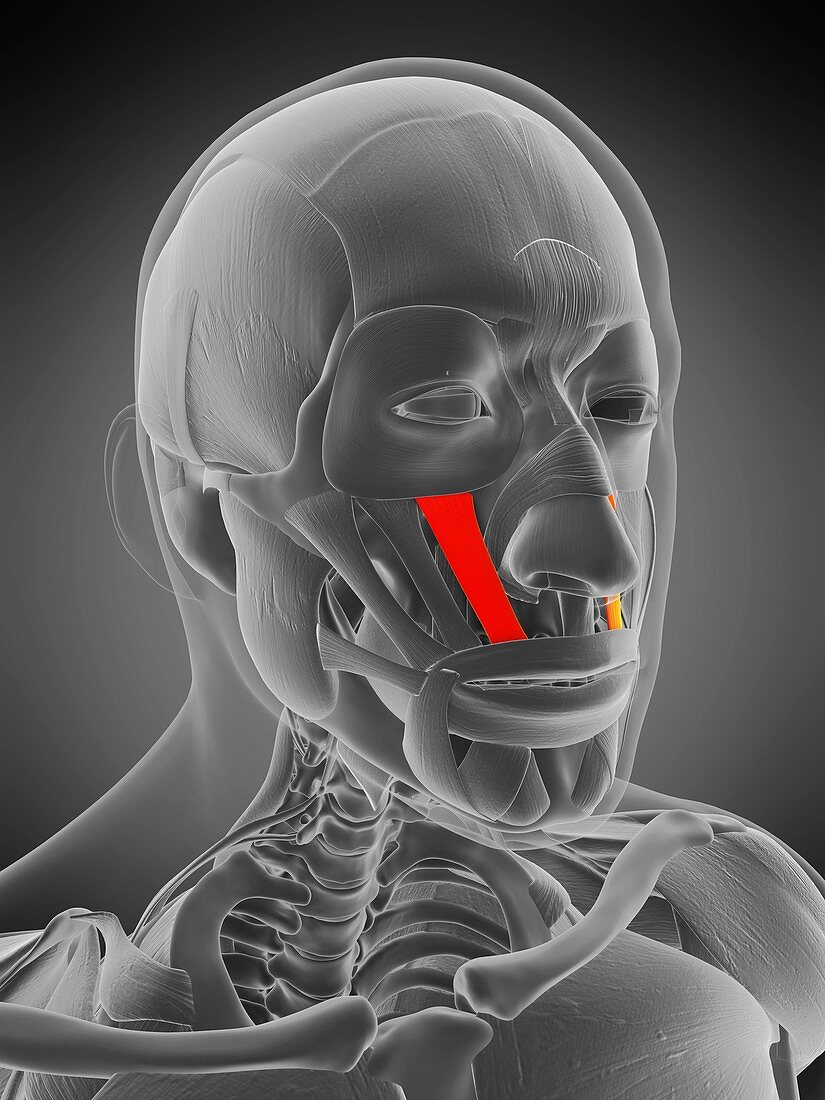 Levator Labii Superioris Muscle Bild Kaufen Science