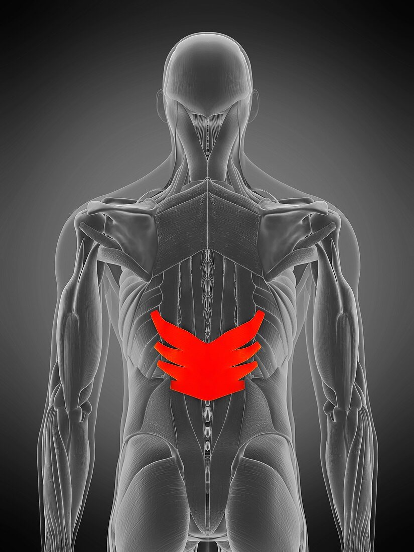 Serratus posterior inferior muscle, illustration