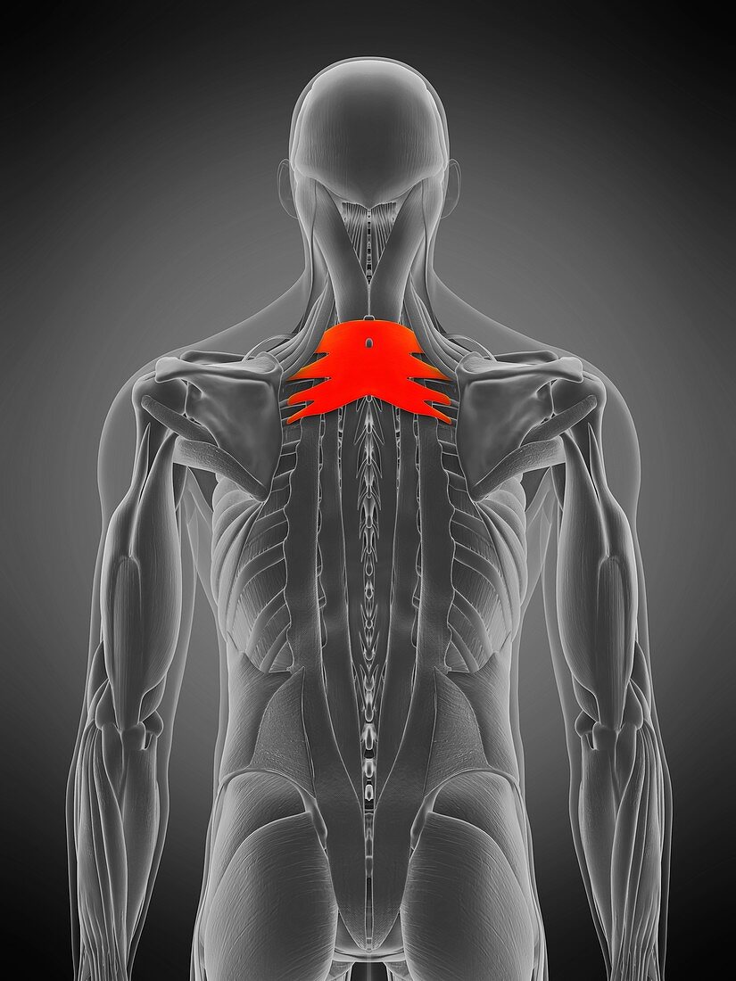 Serratus posterior superior muscle, illustration