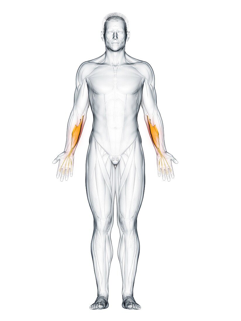 Flexor digitorum superficialis muscle, illustration