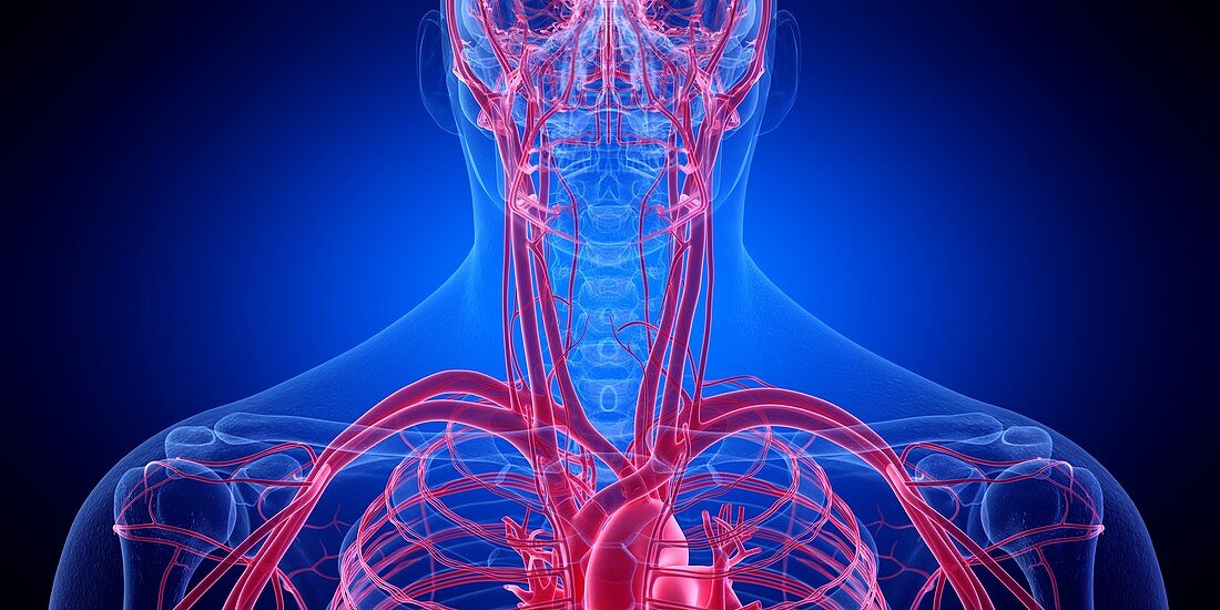 Blood vessels of the neck, illustration