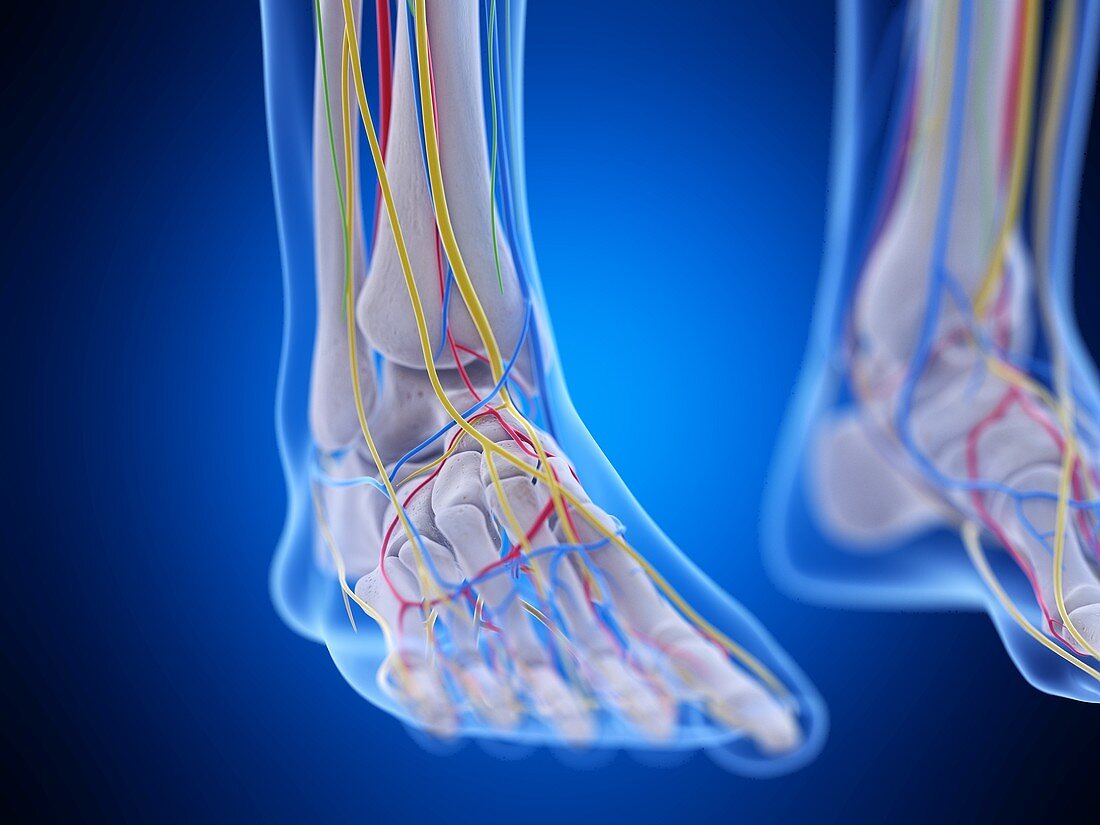 Foot anatomy, illustration