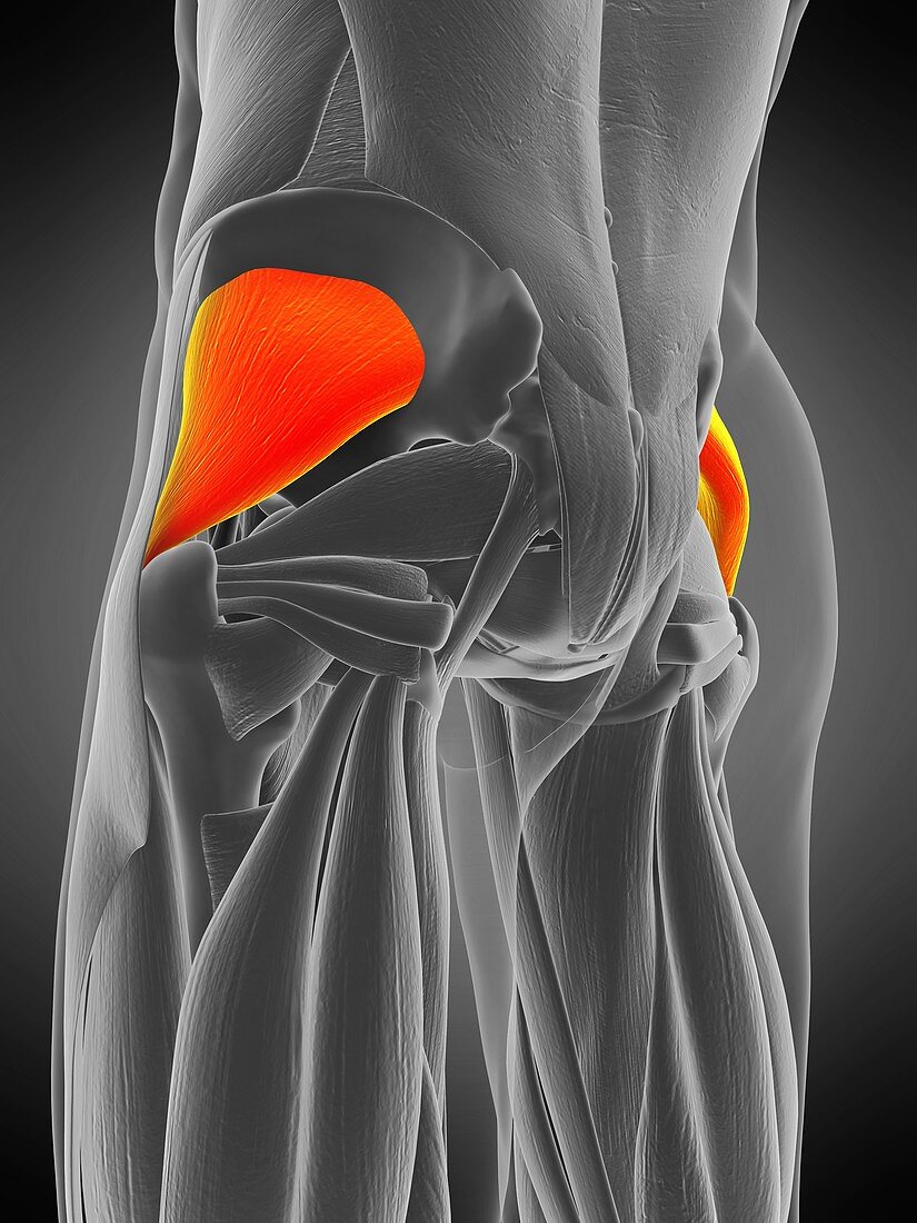 Gluteus minimus muscle, illustration