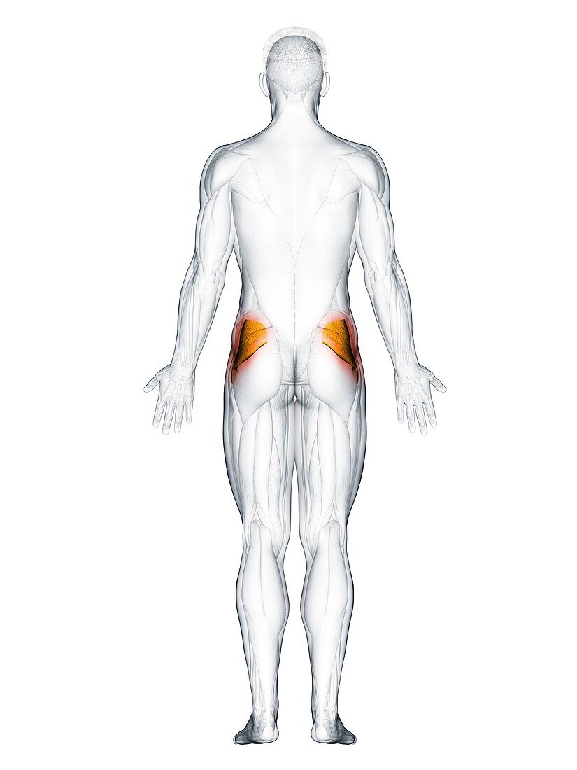 Gluteus minimus muscle, illustration