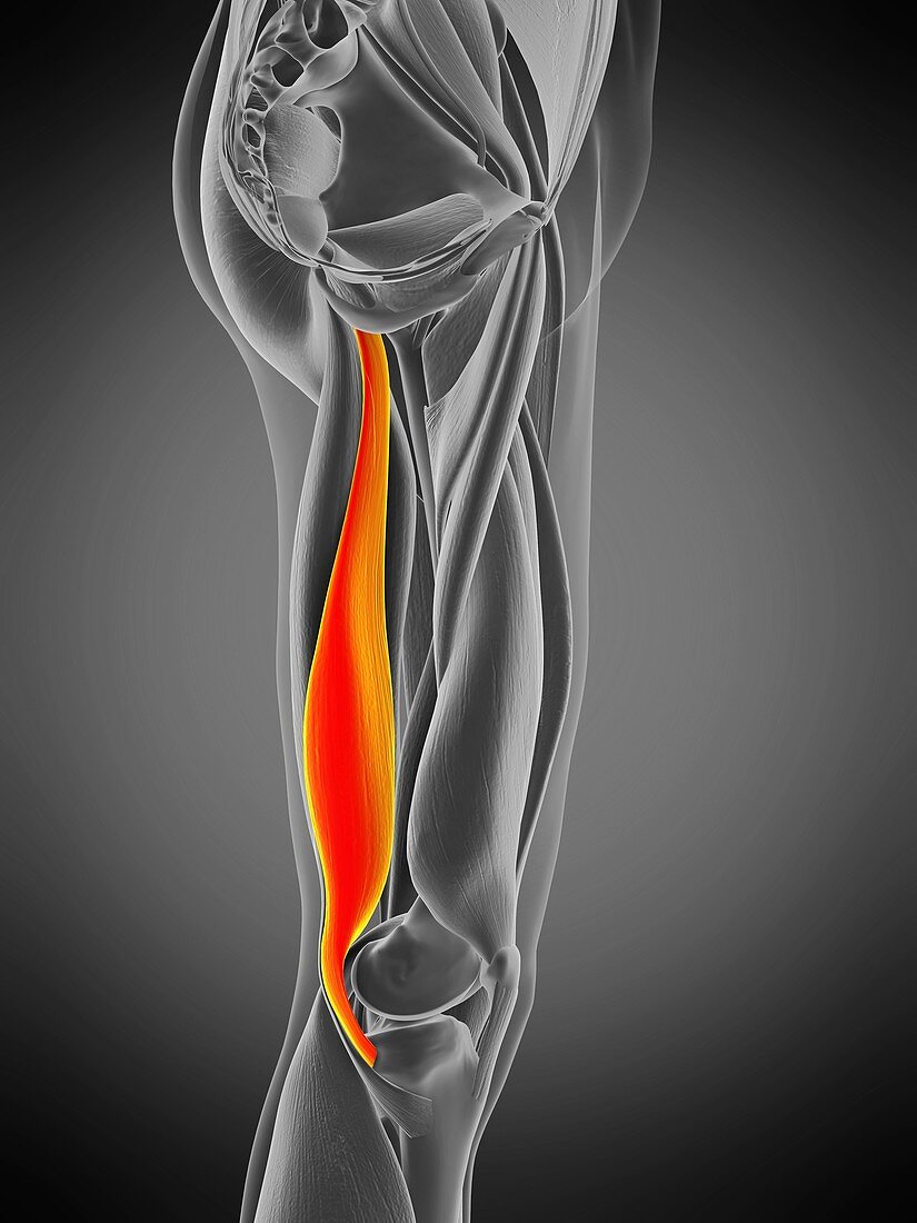 Semimembranosus muscle, illustration