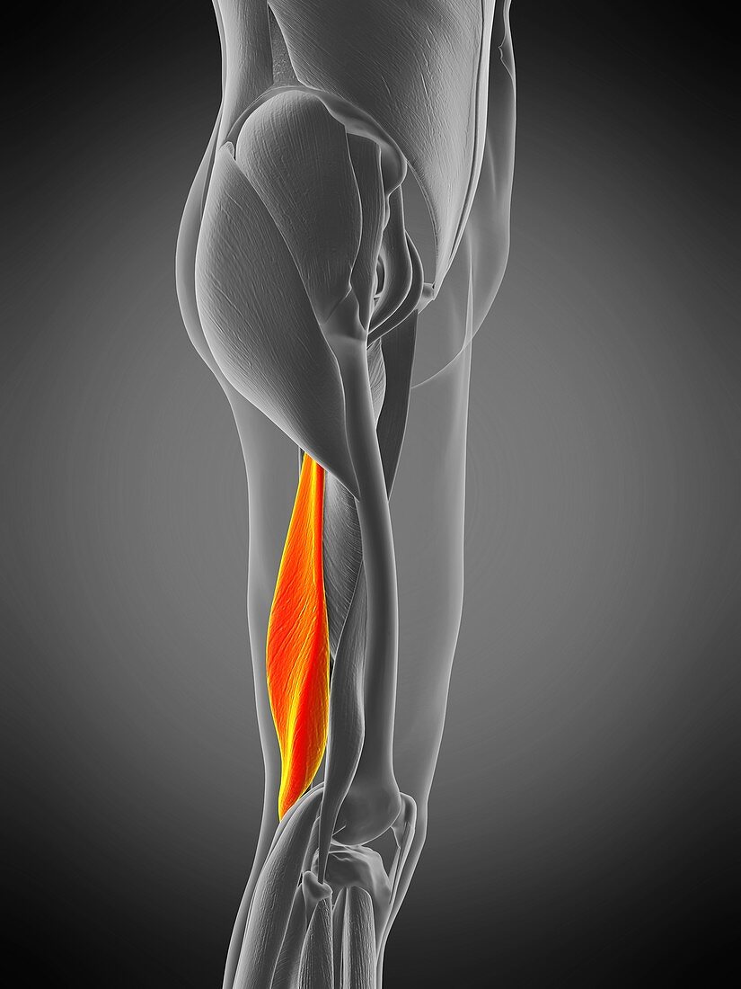 Semimembranosus muscle, illustration