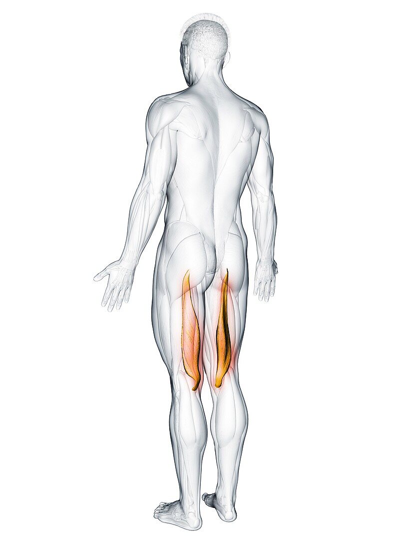 Semimembranosus muscle, illustration