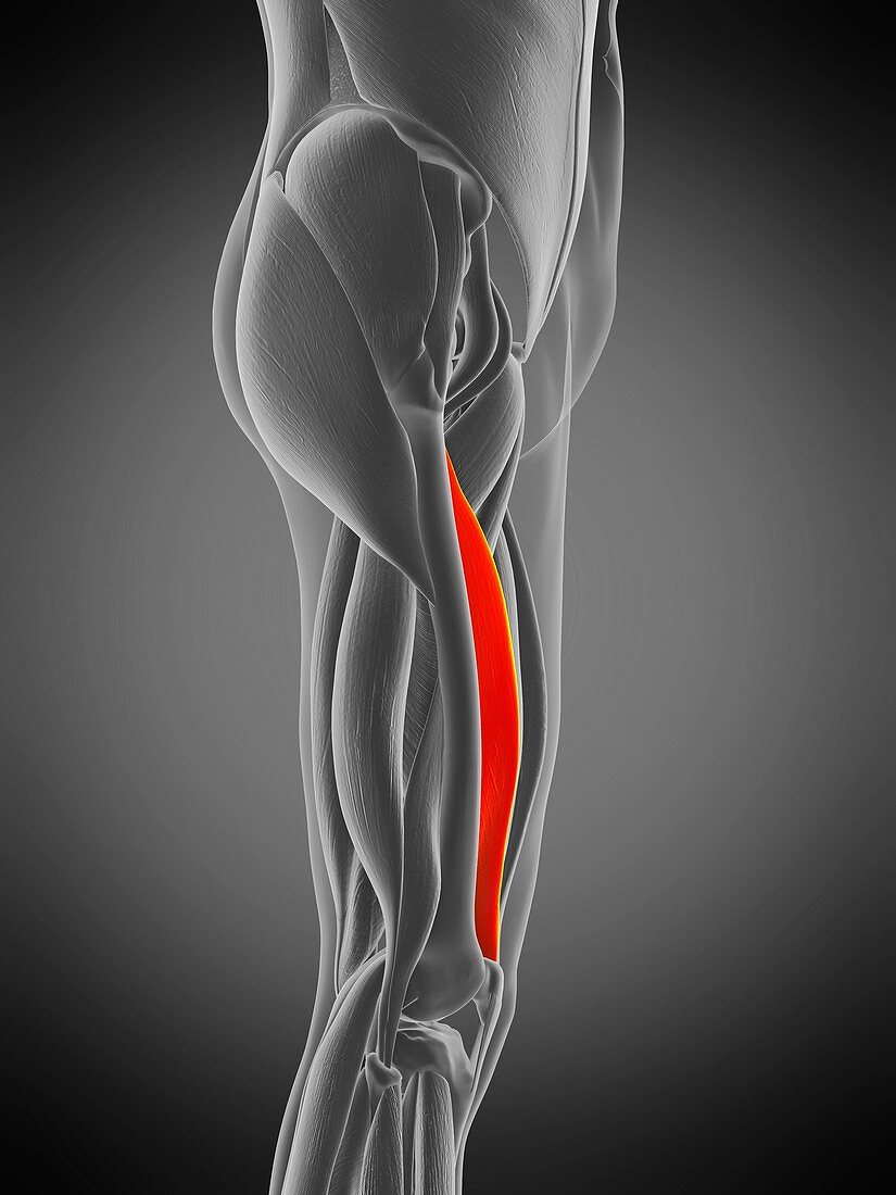 Vastus medialis muscle, illustration