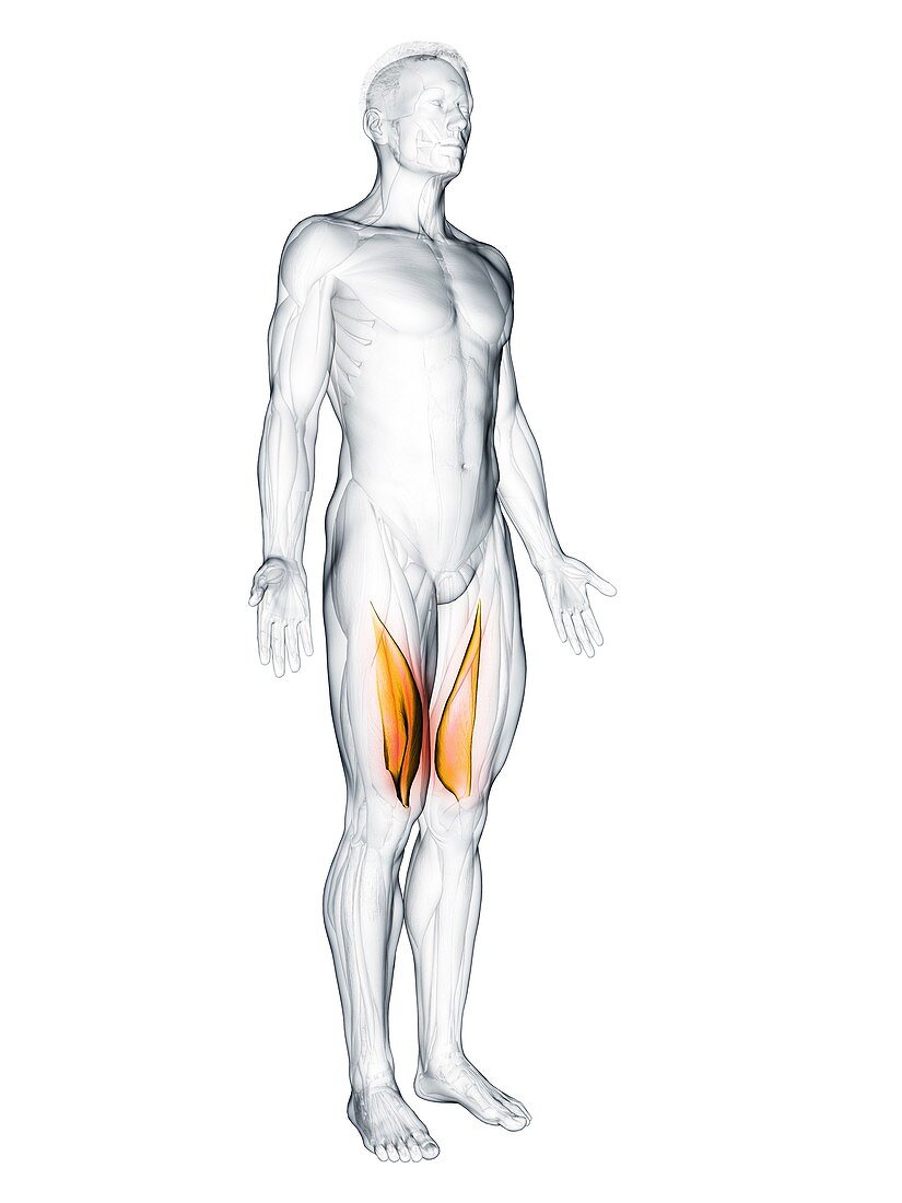 Vastus medialis muscle, illustration