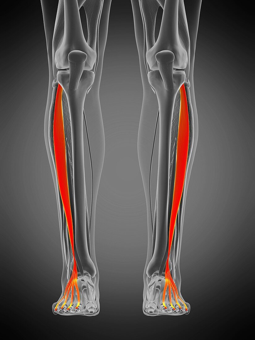 Digitorum longus muscle, illustration