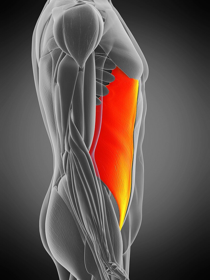 External oblique muscle, illustration