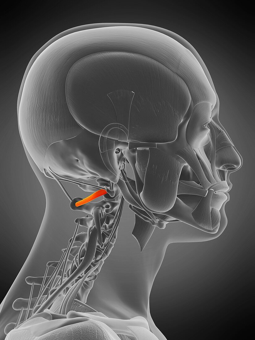 Inferior capitis muscle, illustration