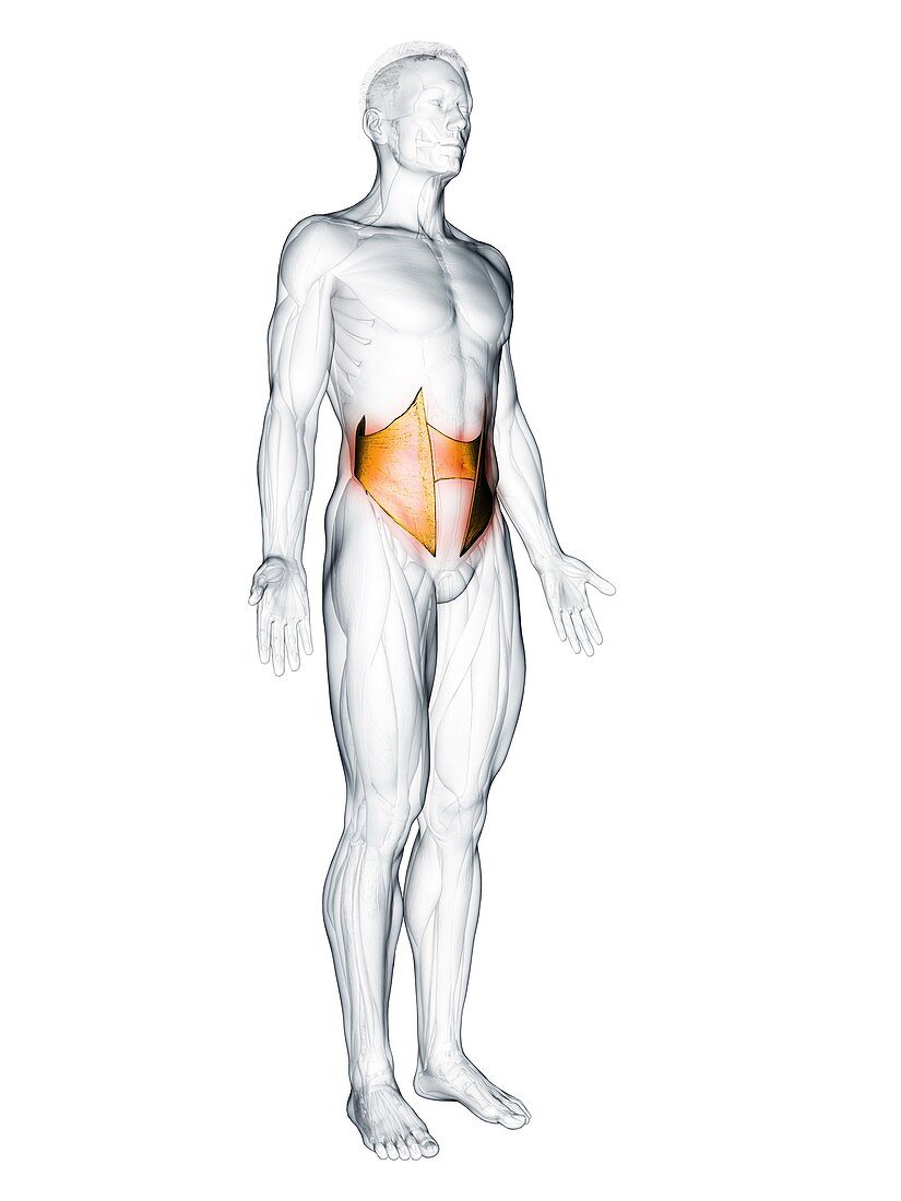 Internal oblique muscle, illustration
