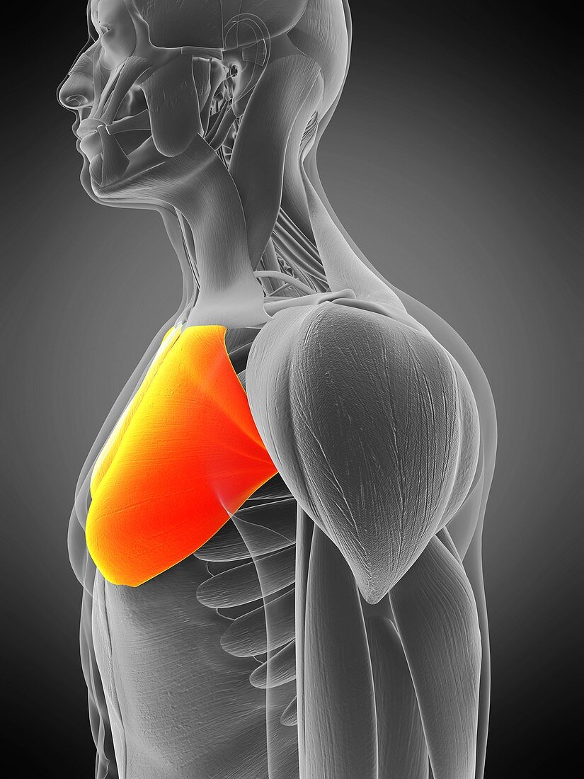 Pectoralis major muscle, illustration